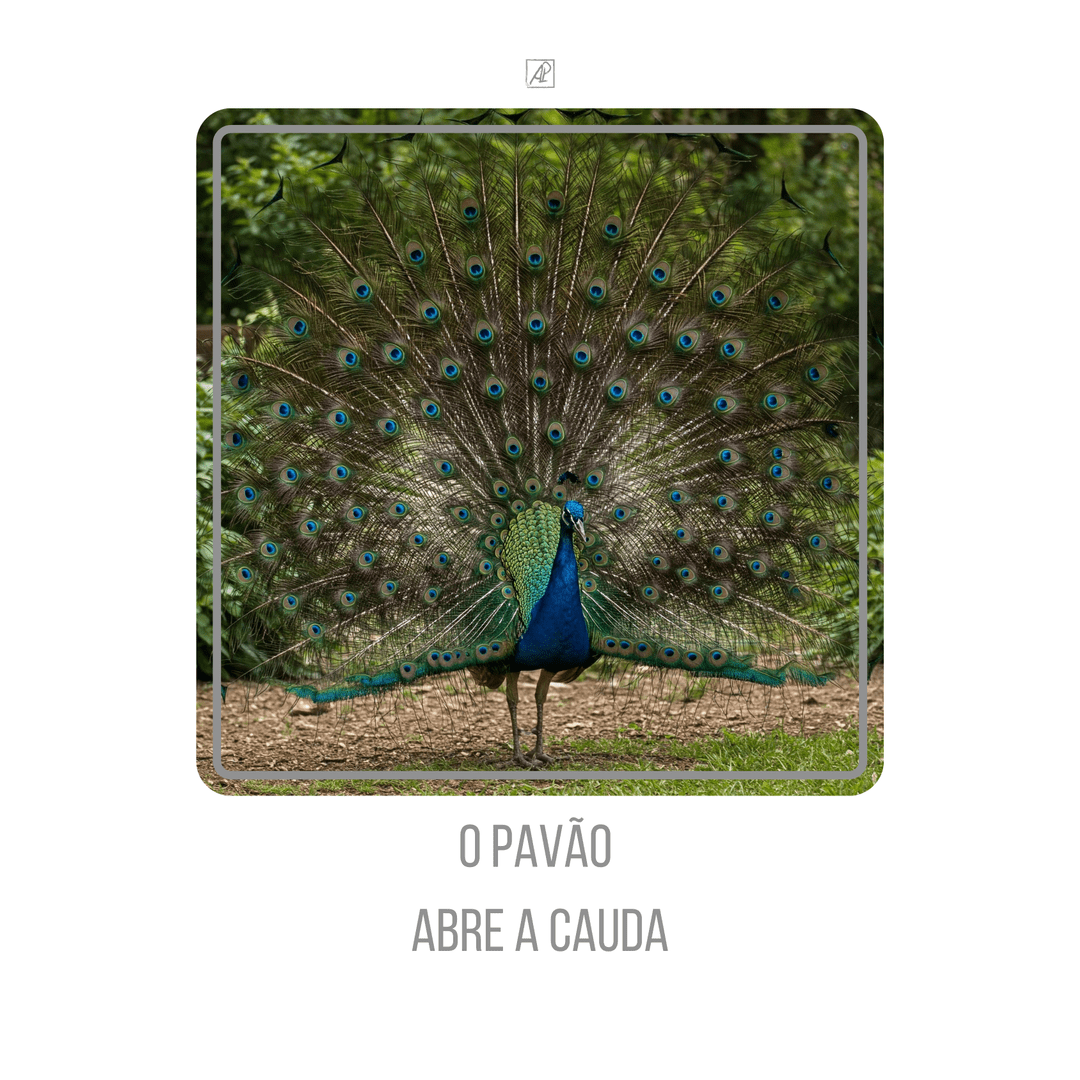 ✨🦚✨ The Peacock Unfolds Its Tail