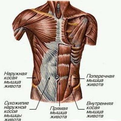 Что такое фасция?