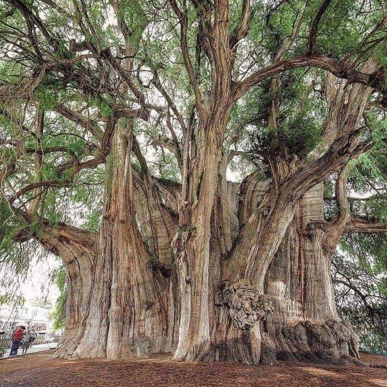 The tree of Tule in Oaxaca, Mexico